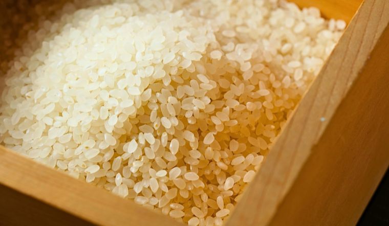 Giá lúa gạo hôm nay 02/8/2024: Lúa OM 18 tăng 100 đồng/kg