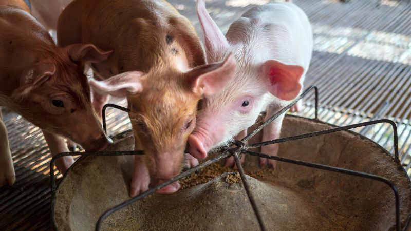 Giá heo hơi hôm nay 03/08 tại Trung, Tây Nguyên