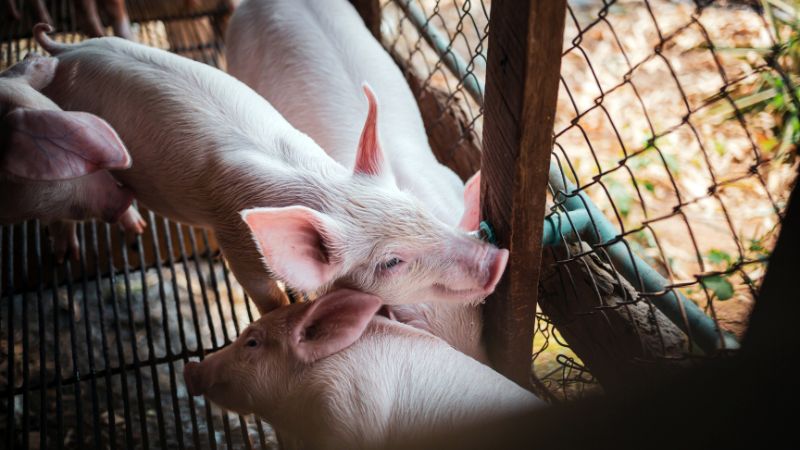 Giá heo hơi hôm nay 03/08 tại miền Nam