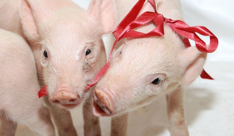 Giá heo hơi hôm nay 03/08: Tiếp tục ghi nhận điều chỉnh