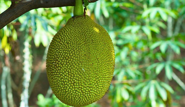 Giá mít Thái hôm nay 03/8/2024: Tiếp tục ổn định