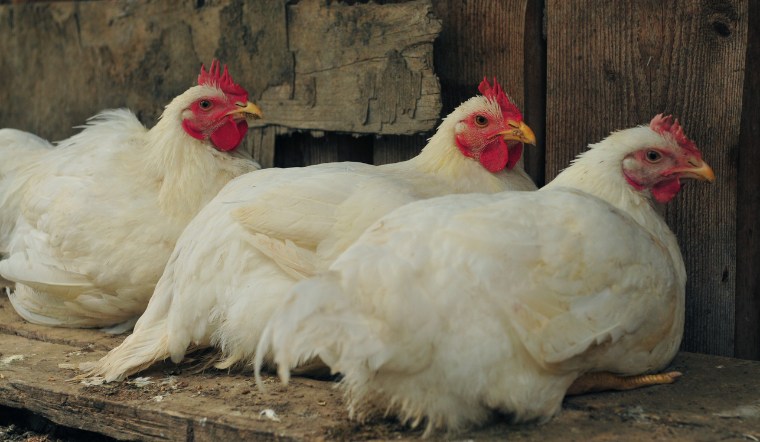 Giá gia cầm hôm nay 05/08/2024: Không có gì thay đổi đầu tuần