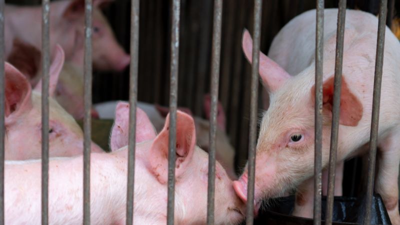 Giá heo hơi hôm nay 05/08 tại miền Bắc