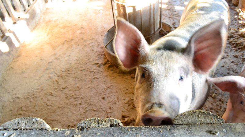 Giá heo hơi hôm nay 05/08 tại Trung, Tây Nguyên