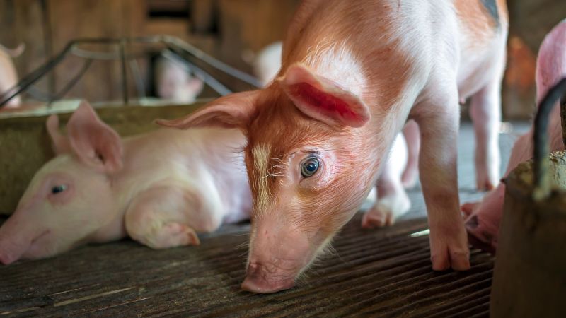 Giá heo hơi hôm nay 05/08 tại miền Nam