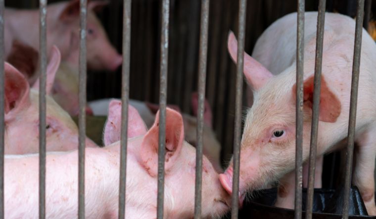 Giá heo hơi hôm nay 05/08: Duy trì ổn định