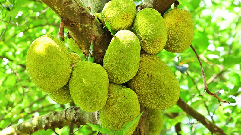 Có nên trồng mít Thái xen sầu riêng không? Có nên trồng mít Thái xen sầu riêng không?