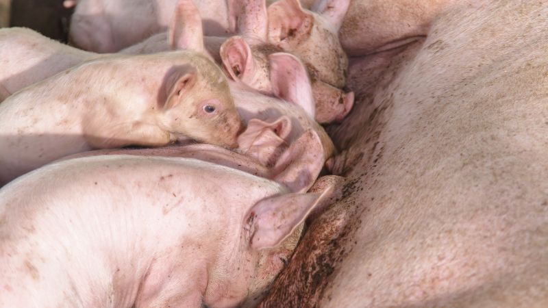 Giá heo hơi hôm nay 06/08 tại Trung, Tây Nguyên