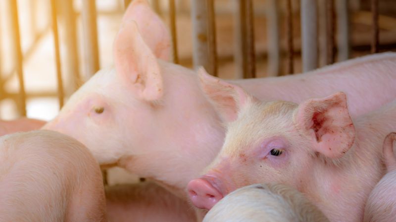 Giá heo hơi hôm nay 06/08 tại miền Nam