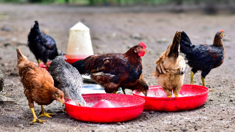 Giá gà hôm nay ngày 06/08