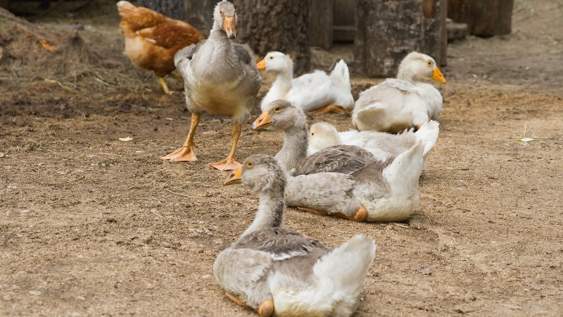 Giá vịt hôm nay ngày 06/08