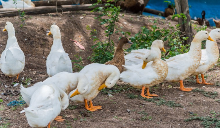 Giá gia cầm hôm nay 06/08/2024: Vẫn duy trì đà đi ngang