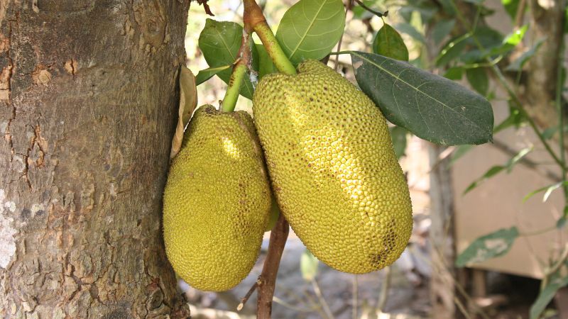 Cách cắt tỉa cành mít Thái đúng cách Cách cắt tỉa cành mít Thái đúng cách