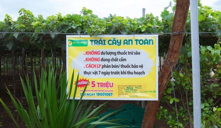 Bách Hóa Xanh Bao Tiêu Lượng Nho Và Táo Lớn Nhất Ninh Thuận