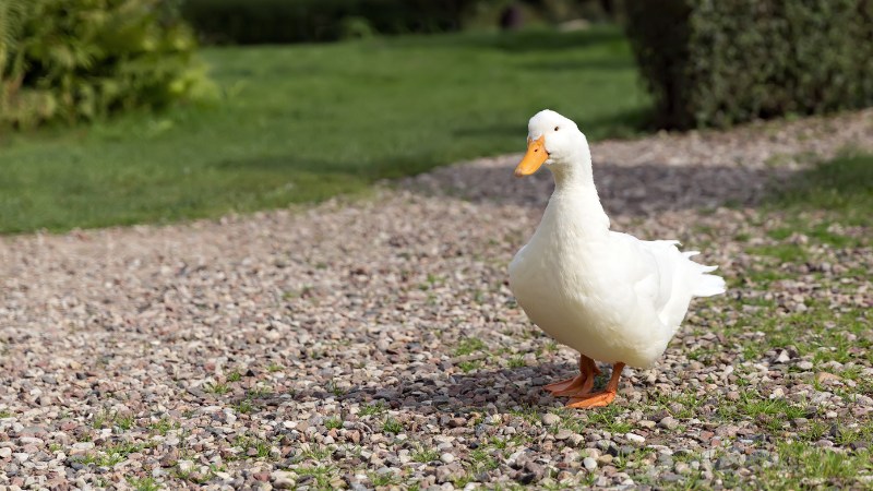 Giá vịt hôm nay ngày 07/08