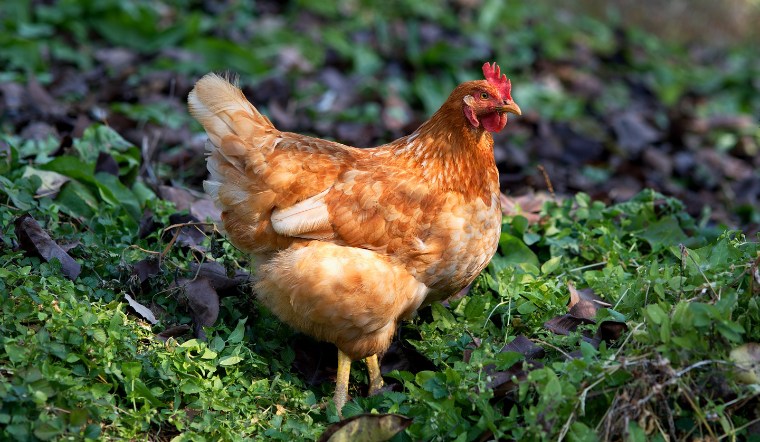 Giá gia cầm hôm nay 07/08/2024: Ổn định trên cả nước