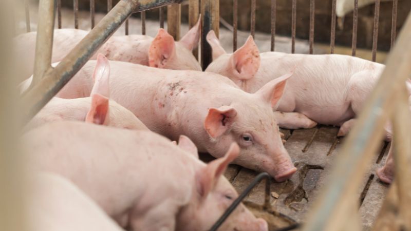 Giá heo hơi hôm nay 07/08 tại miền Bắc