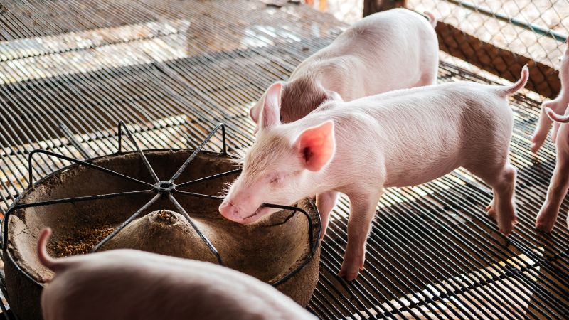 Giá heo hơi hôm nay 07/08 tại miền Trung, Tây Nguyên