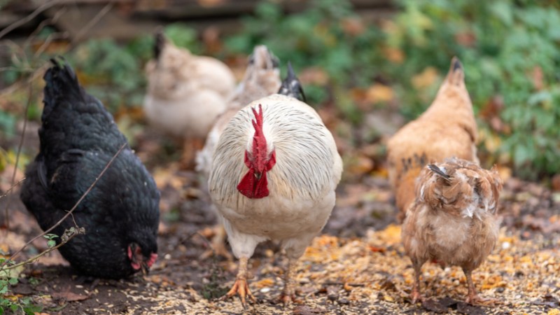 Giá gà hôm nay ngày 08/08