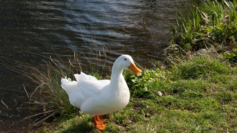 Giá vịt hôm nay ngày 08/08