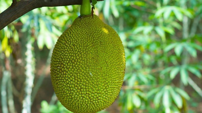 Cách nhận biết trái mít già qua da, cuống Cách nhận biết trái mít già qua da, cuống