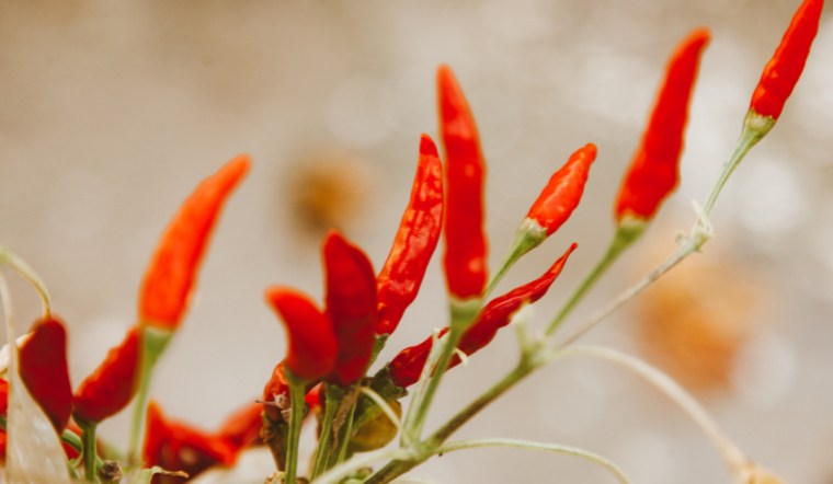 Giá ớt hôm nay 08/08/2024: Ớt xuất khẩu tăng 3.000 đồng/kg ở vài nơi