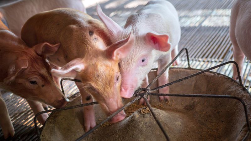 Giá heo hơi hôm nay 09/08 tại miền Bắc