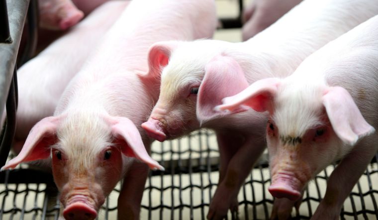 Giá heo hơi hôm nay 09/08: Giảm nhẹ 1.000 đồng/kg