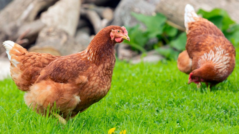 Giá gà hôm nay ngày 09/08