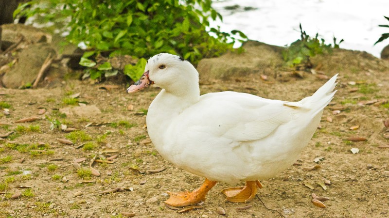 Giá vịt hôm nay ngày 09/08