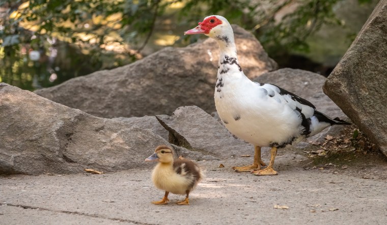 Giá gia cầm hôm nay 09/08/2024: Gà, vịt nhiều thay đổi đáng chú ý