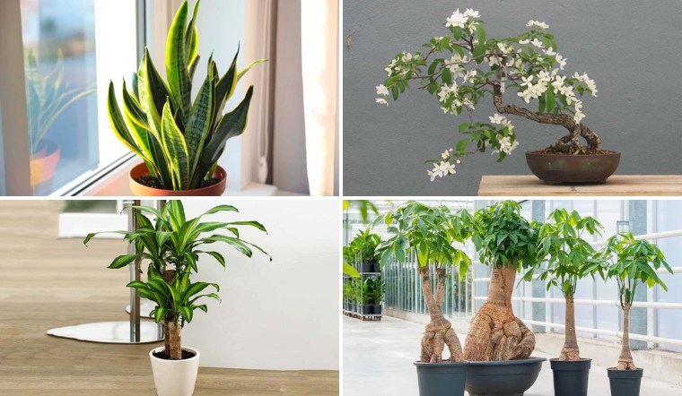 Xua đuổi vận đen 'tháng cô hồn' khi trồng 8 cây này trước nhà