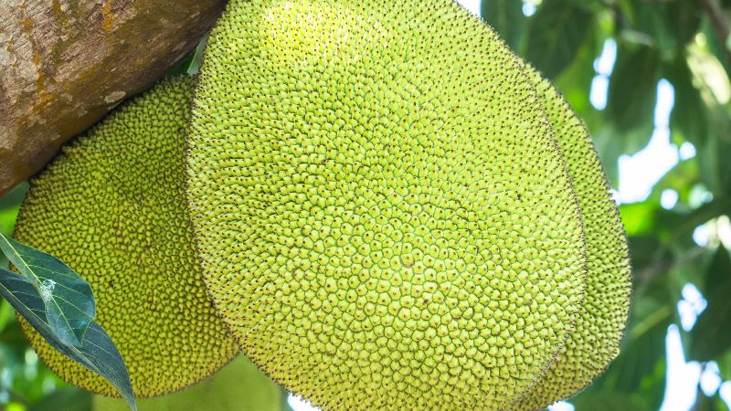 Cách bón phân tiết kiệm, hiệu quả Cách bón phân tiết kiệm, hiệu quả
