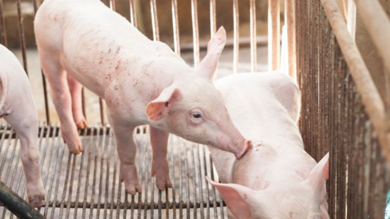 Giá heo hơi hôm nay 10/08 tại miền Bắc