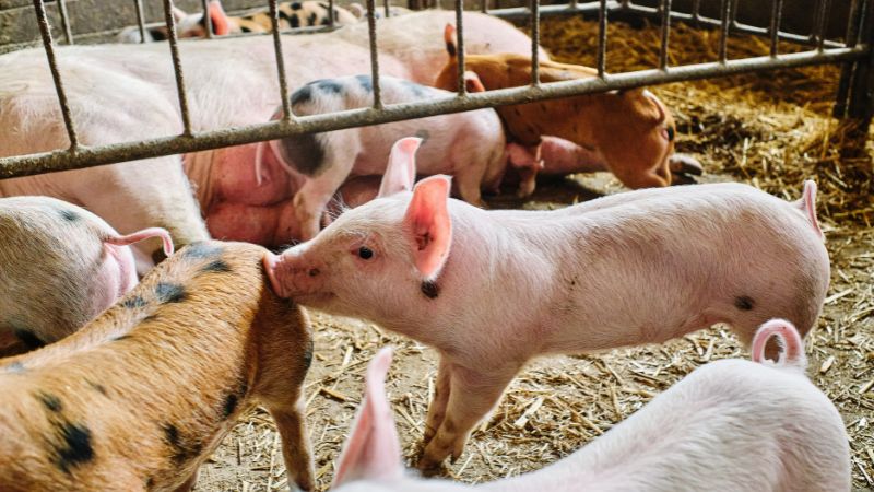 Giá heo hơi hôm nay 10/08 tại miền Trung, Tây Nguyên