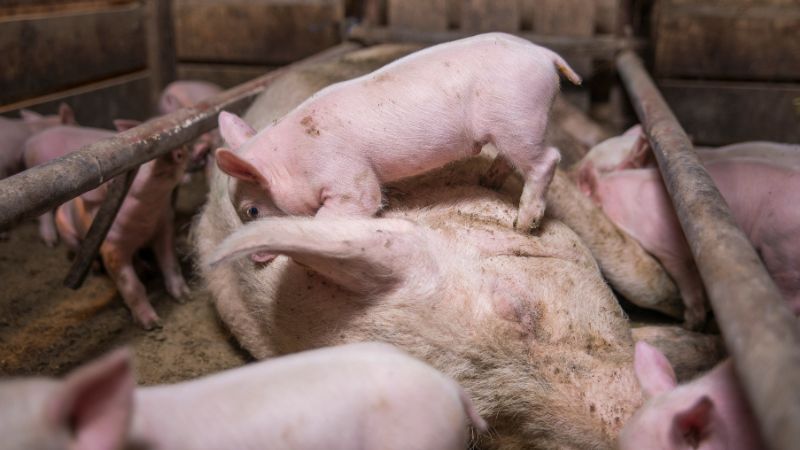 Giá heo hơi hôm nay 10/08 tại miền Nam