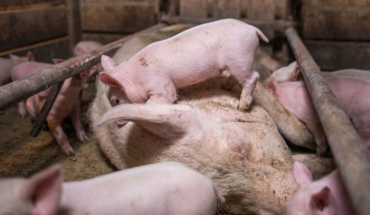 Giá heo hơi hôm nay 10/08: Tăng - giảm 1.000 đồng/kg