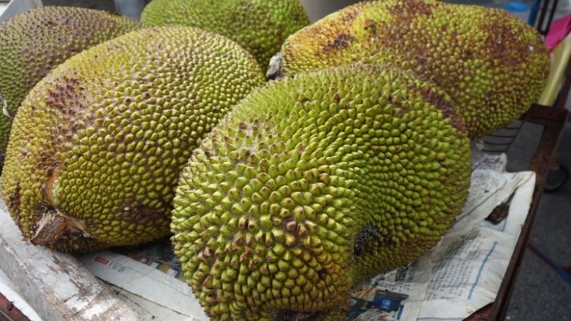 Cách trồng dặm thay cây mít xì mủ đã chết Cách trồng dặm thay cây mít xì mủ đã chết