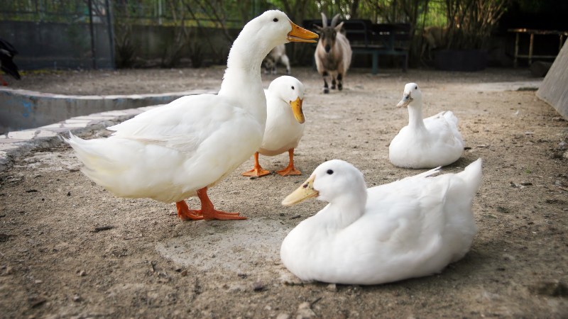 Giá vịt hôm nay ngày 10/08