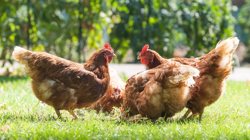 Giá gà hôm nay ngày 10/08