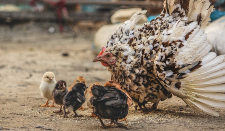 Giá gia cầm hôm nay 10/08/2024: Bình ổn cuối tuần