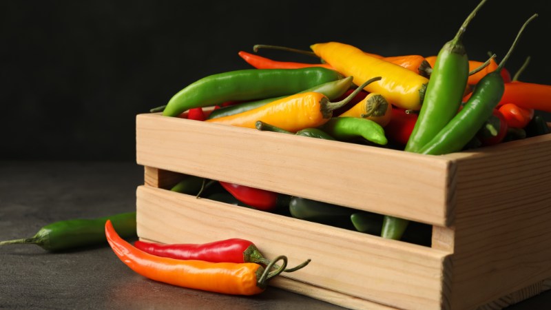 Giá ớt hôm nay 10/08/2024 mới nhất