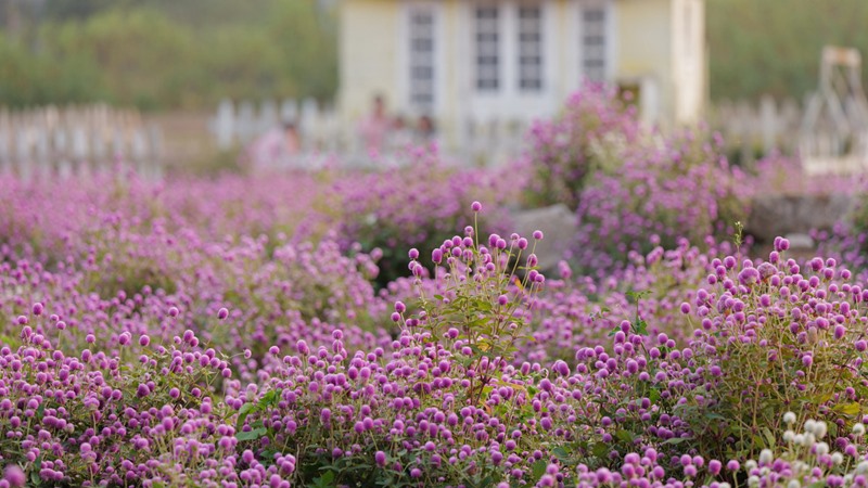 Blooming Globe Amaranth