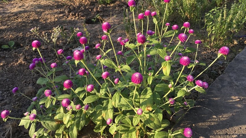 Planting Globe Amaranth