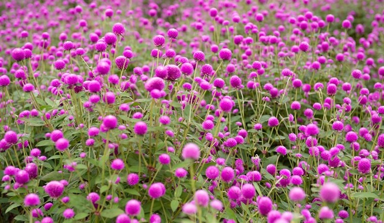 Globe Amaranth in a Garden