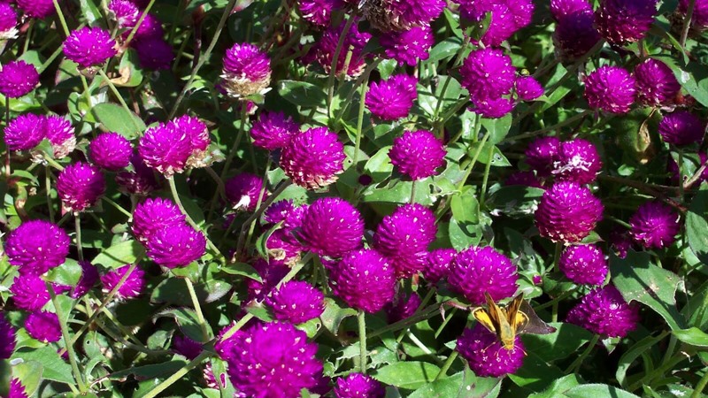 Globe Amaranth