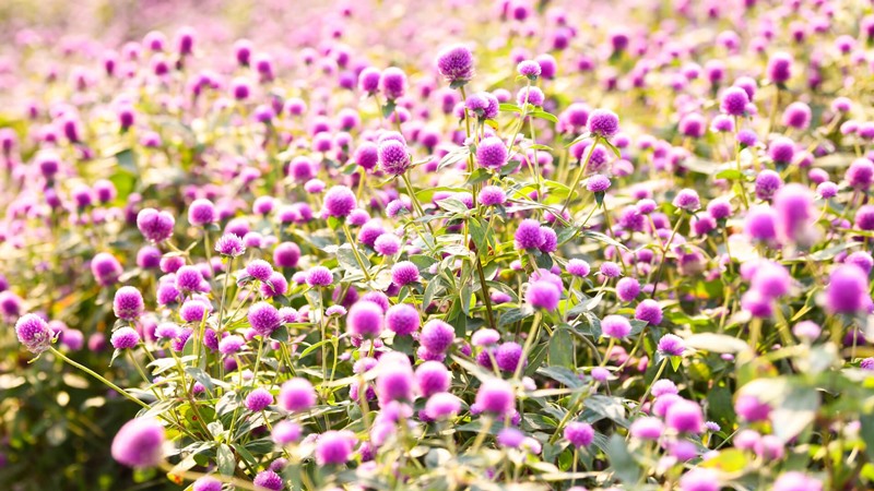 Globe Amaranth in Sunshine