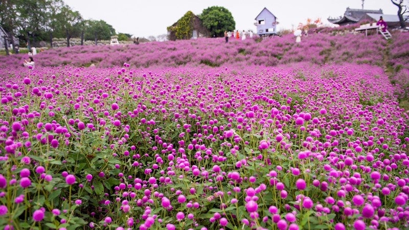 Globe Amaranth in a Vase