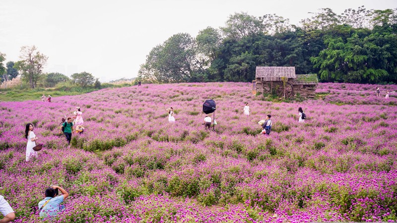 Globe Amaranth Garden