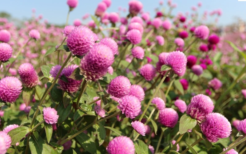 Globe Amaranth Characteristics